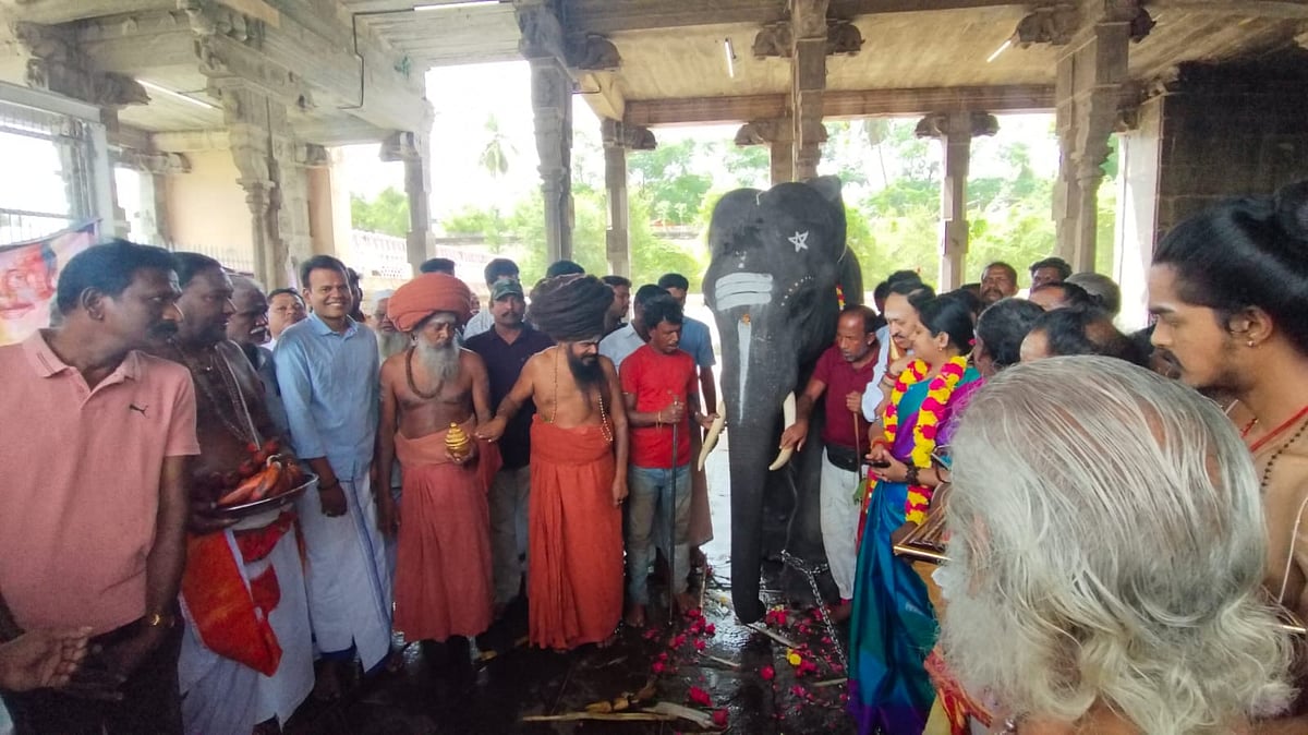 சீர்காழி அருகே வைத்தீஸ்வரன் கோயில் வைத்தியநாதர் சுவாமி கோவிலுக்கு புதிய ஆண் யானை வருகையும், சிறப்பு பூஜைகள் செய்து பழங்கள் கொடுத்து முத்தையா என திருநாமம் சூட்டி தருமபுரம் ஆதீனம் வழிபாடு.