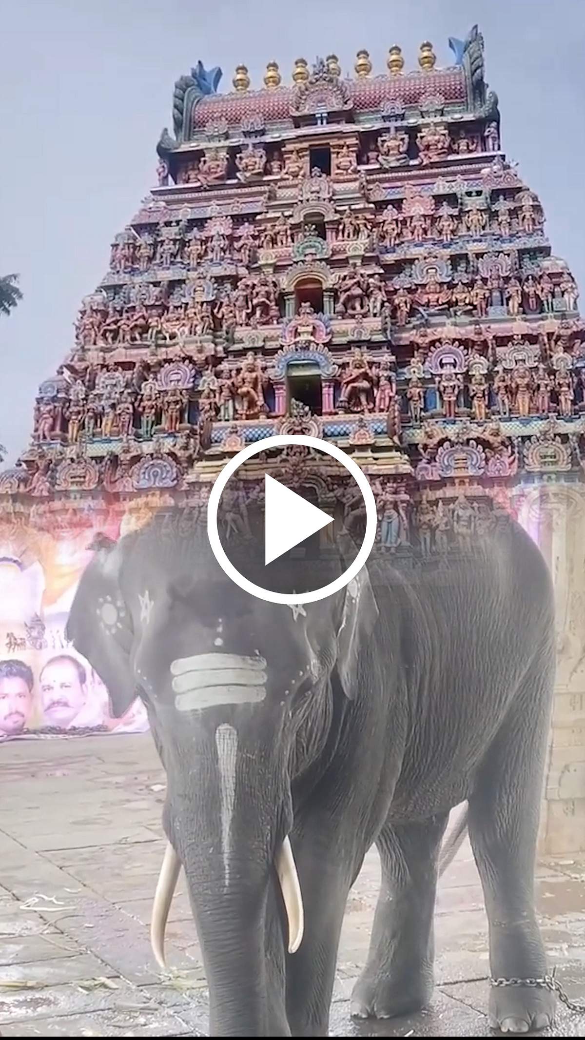 வைதீஸ்வரர் கோயிலுக்கு கொண்டுவரப்பட்ட புதிய யானை! | Mayiladuthurai