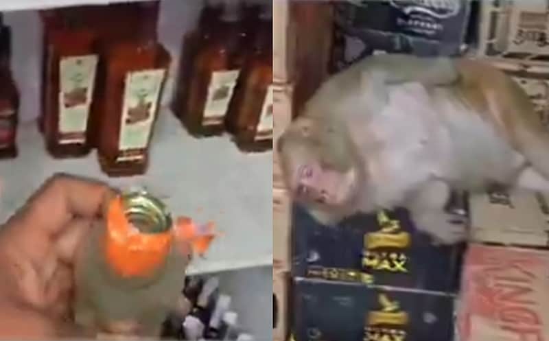 Ranchi: Female monkey enters liquor shop, drinks alcohol and falls asleep inside; rescued