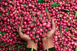 செர்ரிப் பழங்கள்!