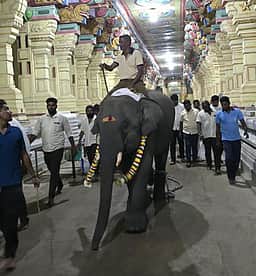 ராமநாதசுவாமி கோயிலுக்கு
புதிய யானை வருகை