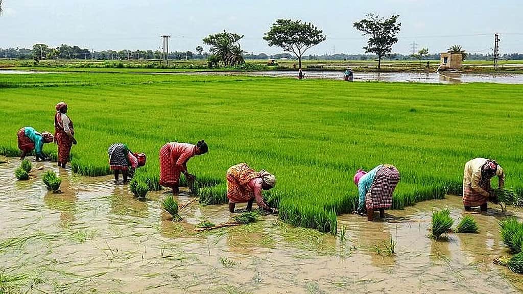 பயிர்க் கடன் தள்ளுபடி: தீர்வா? தொடர்கதையா?