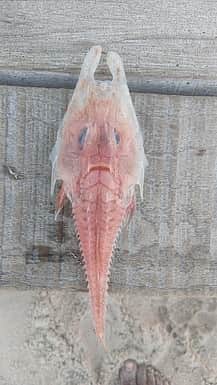 கரை ஒதுங்கிய ஆஸ்திரேலிய மீன்