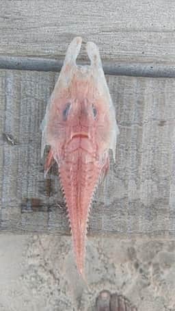 கரை ஒதுங்கிய ஆஸ்திரேலிய மீன்