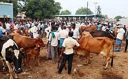 பொய்கை சந்தையில் கால்நடைகள் வரத்து அதிகரிப்பு: ரூ. 85 லட்சத்துக்கு விற்பனை