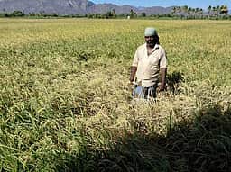 பத்தமடை, கோபாலசமுத்திரத்தில் நீரின்றி கருகும் நெற்பயிா்கள்!
கன்னடியன் கால்வாய் நீரை எதிா்பாா்க்கும் விவசாயிகள்