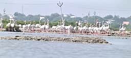 தூத்துக்குடி உப்பளங்களில் குவியும் பூநாரைகள்