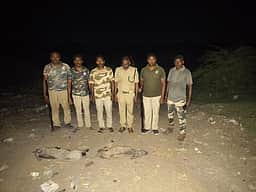 திருச்சுழி அருகே காட்டுப் பன்றிகளை சுட்டுக் கொன்ற வனத்துறையினா்