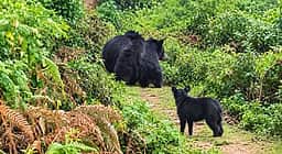 குடியிருப்பு பகுதியில் உலவிய கரடிகளைத் துரத்திய நாய்!