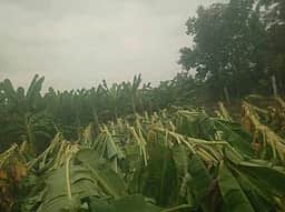 சேரன்மகாதேவியில் சூறைக்காற்றில் வாழைகள் சேதம்
