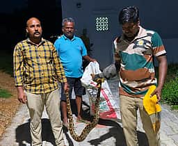 குடியிருப்பு பகுதியில் புகுந்த மலைப்பாம்பு