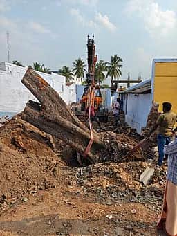 கோயில் திருப்பணிக்காக அகற்றப்பட்ட பழைமையான மூன்று மரங்கள் மறுநடவு!