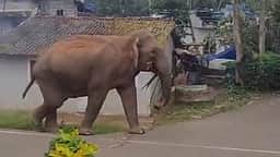 கூடலூா் அருகே குடியிருப்பு பகுதியில் உலவிய யானை!