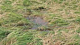 பண்பொழி பகுதியில் மழையால் சாய்ந்த நெற்கதிா்கள்
