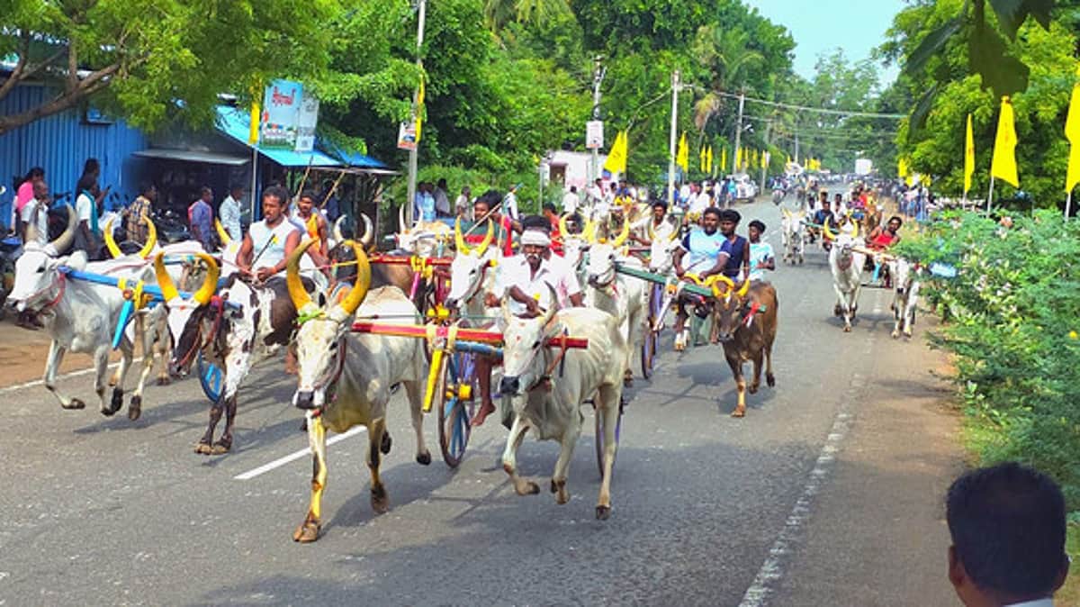சிங்கம்புணரியில் மாட்டு வண்டிப் பந்தயம்