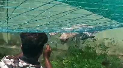வலையில் சிக்கிய குட்டி மந்தியை மீட்கும் பணியில் ஈடுபட்ட வனத்துறை ஊழியா்.