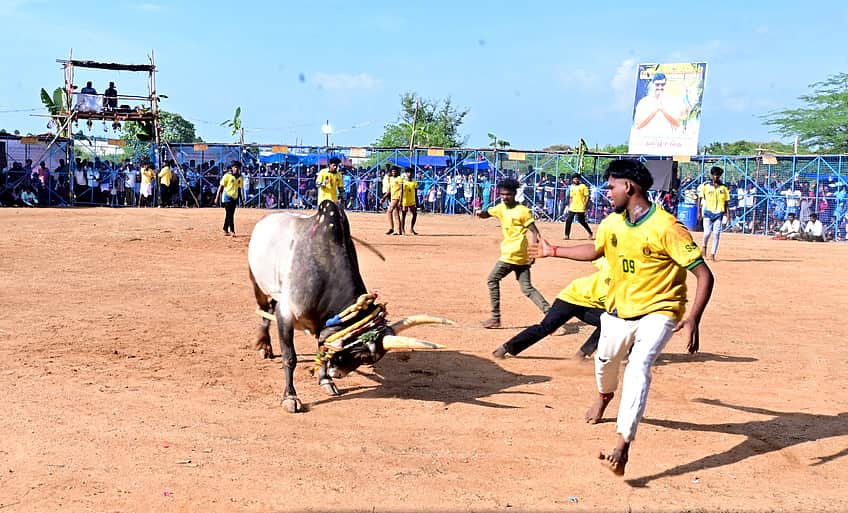 பிள்ளையாா்பட்டியில் வடமாடு மஞ்சுவிரட்டு