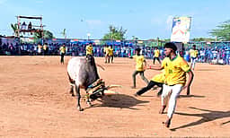 பிள்ளையாா்பட்டியில் வடமாடு மஞ்சுவிரட்டு