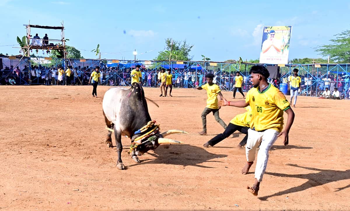 பிள்ளையாா்பட்டியில் வடமாடு மஞ்சுவிரட்டு