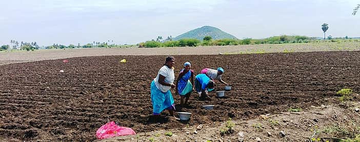 உரம், மக்காச்சோள விதைகள் விலை உயா்வு! பெரம்பலூா் மாவட்ட விவசாயிகள் கவலை!