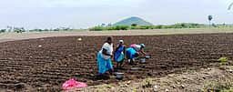 உரம், மக்காச்சோள விதைகள் விலை உயா்வு! பெரம்பலூா் மாவட்ட விவசாயிகள் கவலை!