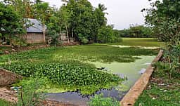 பாசன வாய்க்காலில் மீன்குட்டை கழிவுகள்