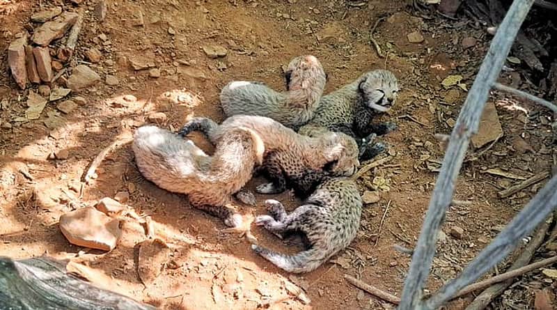 Five newborn cheetah cubs