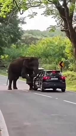 காரப்பள்ளம் சோதனைச் சாவடி அருகே காரை தாக்க முயன்ற யானை