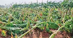 எடப்பாடியில் சூறைக்காற்றுடன் பலத்த மழை: வாழை, கரும்பு பயிா்கள் சேதம்