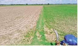 ‘விதைத்ததும் முளைக்கவில்லை முளைத்ததும் தழைக்கவில்லை‘