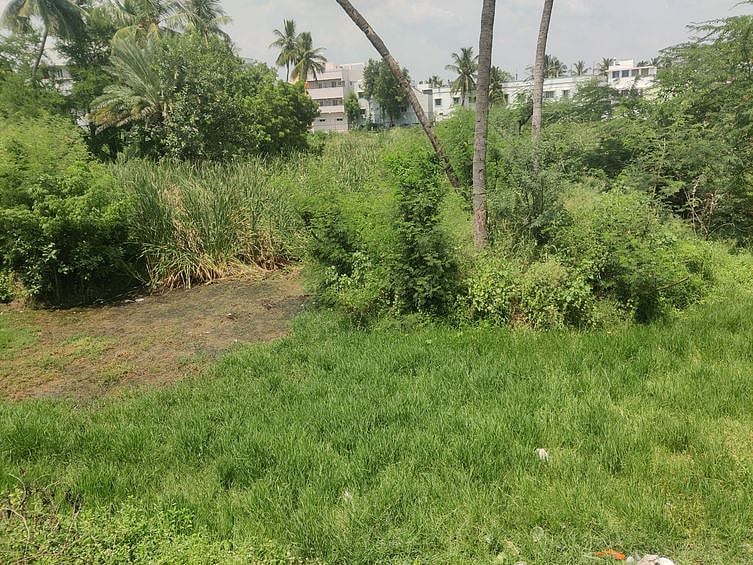 இருசு குட்டை பூங்காவினுள் முளைத்து, காடுபோல காணப்படும் மரங்கள்.