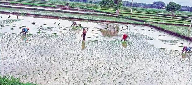 வீட்டு மனைகளாக மாறும் விளை நிலங்கள்!