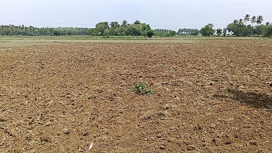 தஞ்சாவூா் மாவட்டம், கண்டியூா் அருகே சம்பா சாகுபடித் தொடங்கப்படாததால், தரிசாகக் கிடக்கும் வயல்.