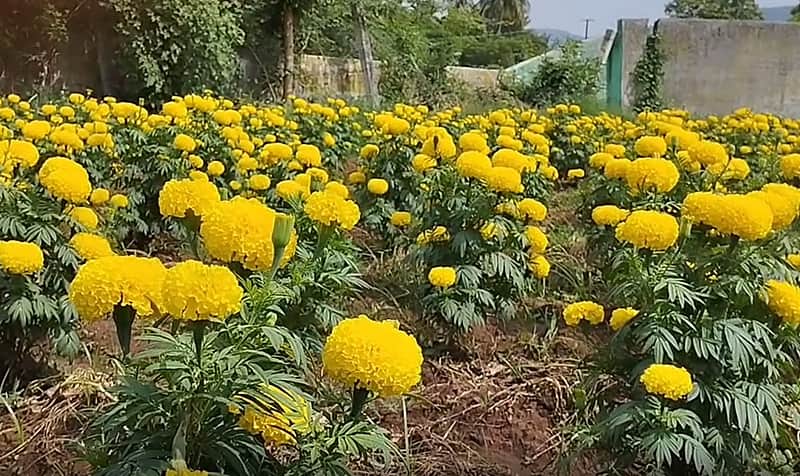 Price of jasmine flowers increases: Farmers happy...