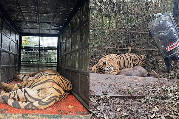 மீண்டும் கூண்டில் சிக்கிய புலி