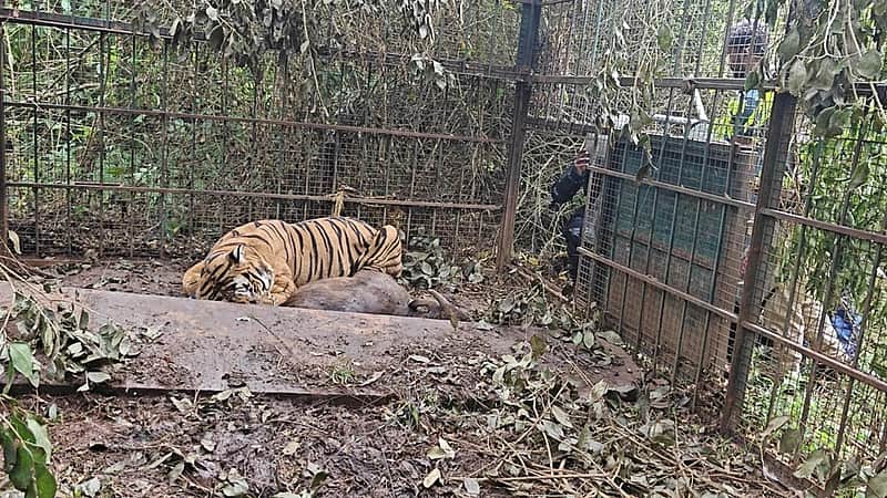 Tiger trapped in a cage again near Gudalur