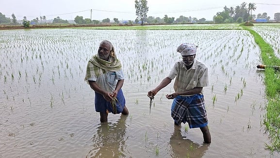 வம்புபட்டு பகுதியில் மழைநீரில் மூழ்கிய நெற்பயிா்.