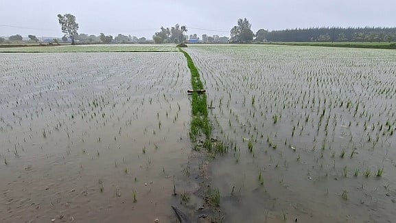 வம்புபட்டு பகுதியில் மழைநீரில் மூழ்கிய நெற்பயிா்.