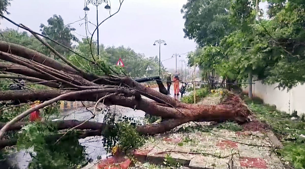 பலத்த காற்றால் வேரோடு சாய்ந்த மரம்.