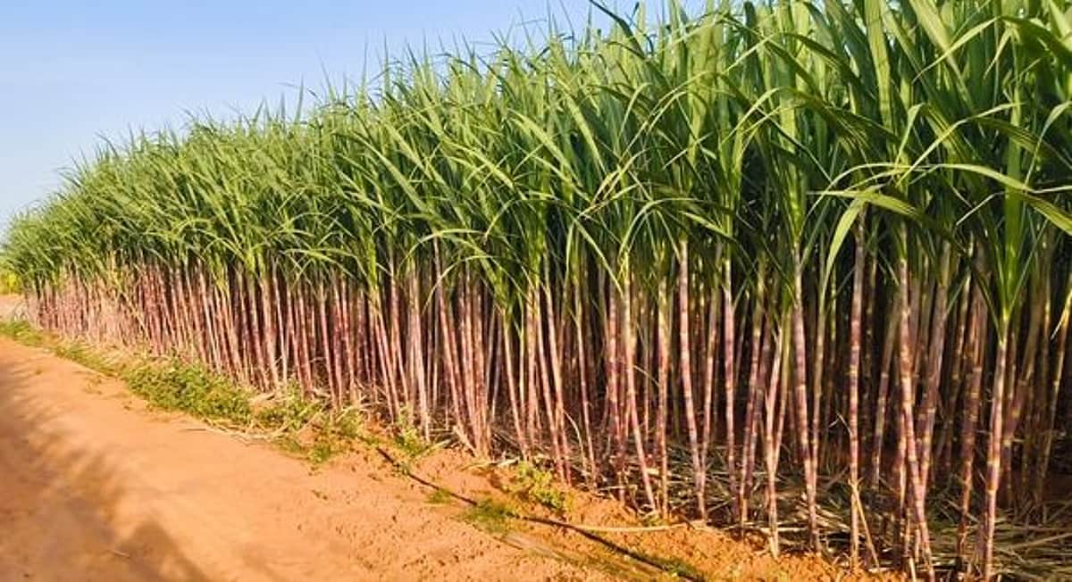 சிறப்பு ஊக்கத்தொகைக்காக கரும்பு விவசாயிகள் காத்திருப்பு