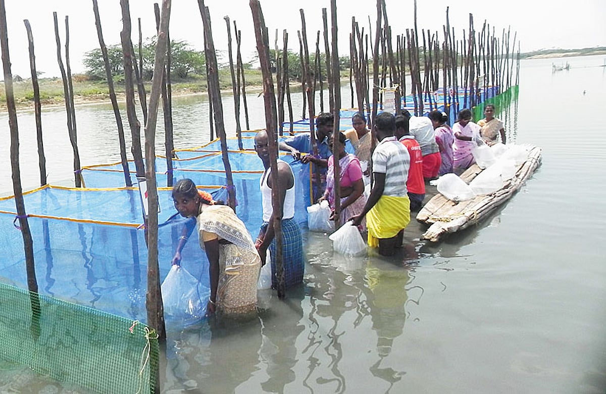 கொடுவா மீன் வளர்ப்புஇருளர் இன பெண்களுக்கு வாழ்வாதாரம்!