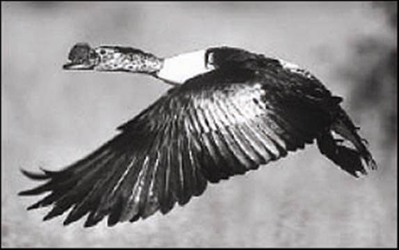 பறவையைத் தொடர்வோம்...