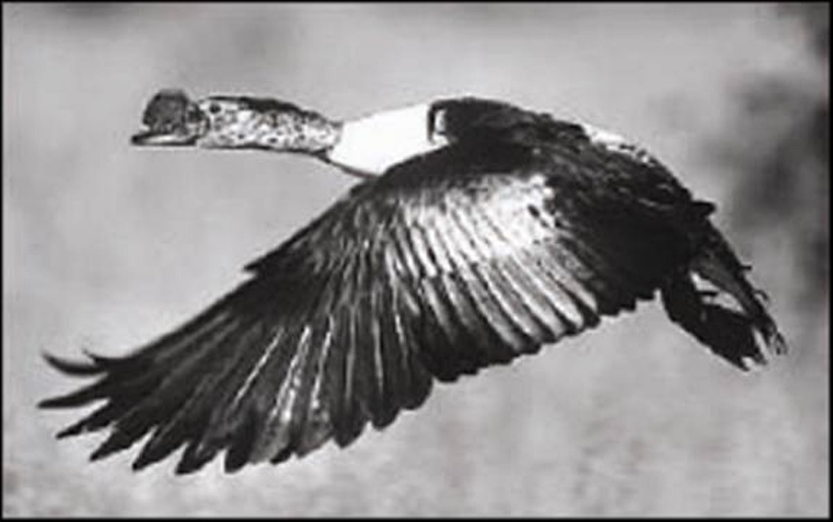 பறவையைத் தொடர்வோம்...