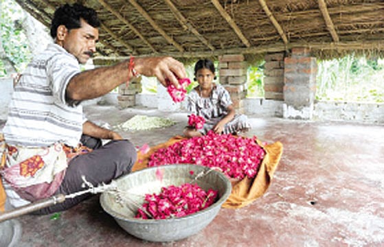 பூ வாசத்தை இழக்கிறோமா?