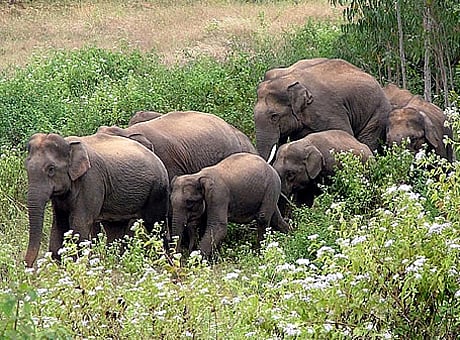 நவம்பர் இறுதியில் யானைகள் புத்துணர்வு முகாம்?