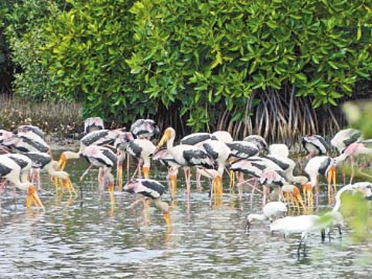 காரைக்கால் அலையாத்திக் காடுகளுக்கு வெளிநாட்டுப் பறவைகள் வருகை