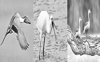 பறவையைத் தொடர்வோம்...