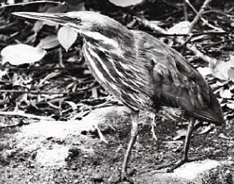 பறவையைத் தொடர்வோம்...