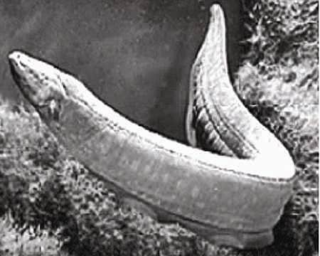 மின்சார மீன்!