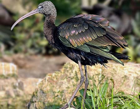 பறவையைத் தொடர்வோம்...